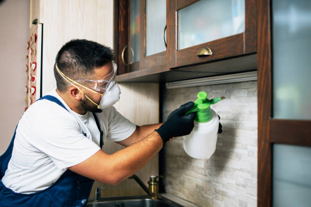 Wasp Removal Services in Congers, NY