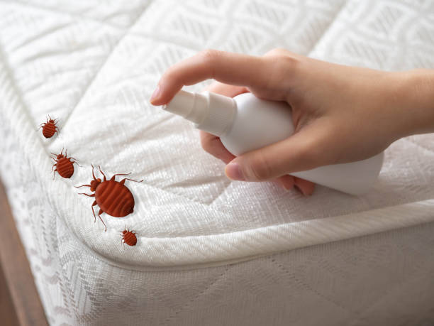 Best Insect Control  in Congers, NY